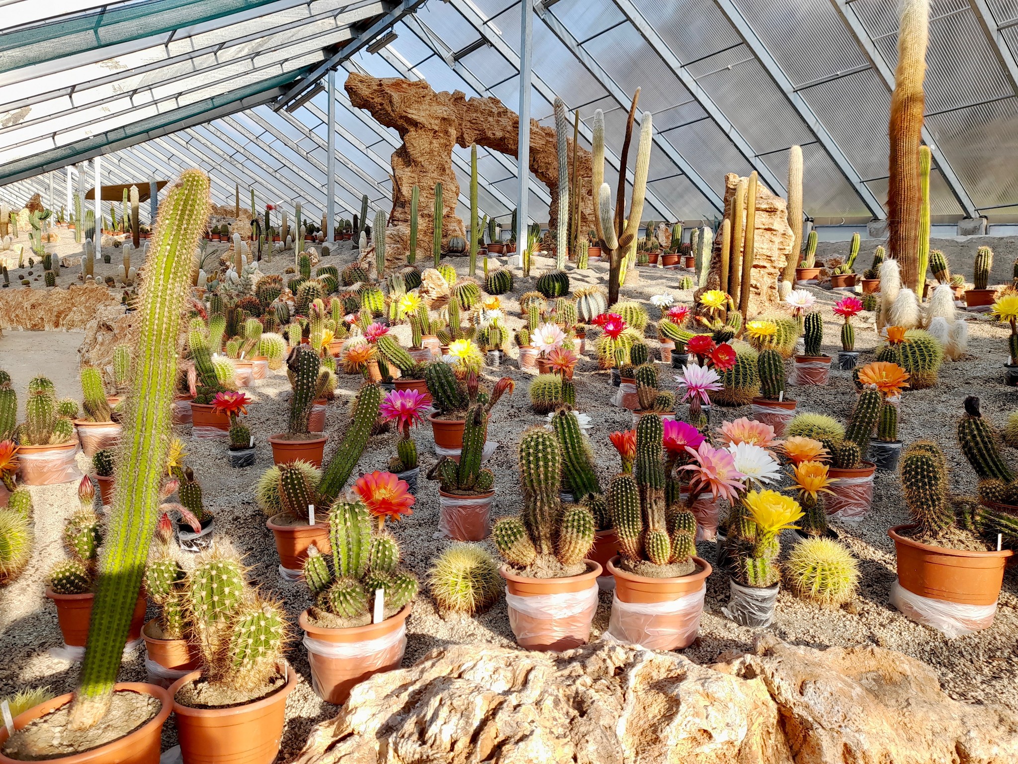 Festival kvitnúcich kaktusov